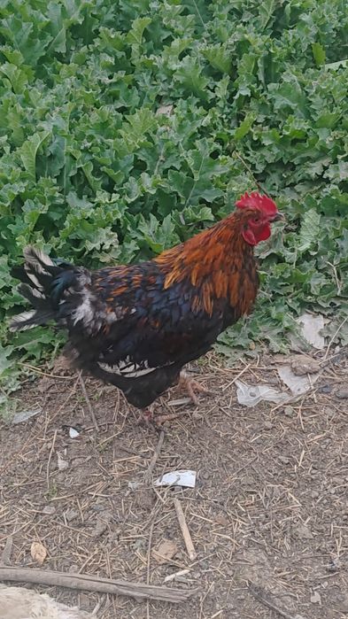 Продам инкубационные яйца домашних кур