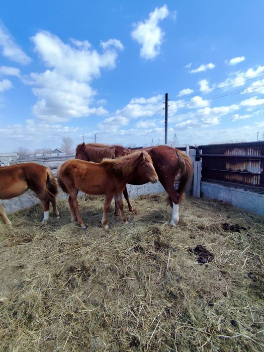 Продам кобылу и 2 жеребят