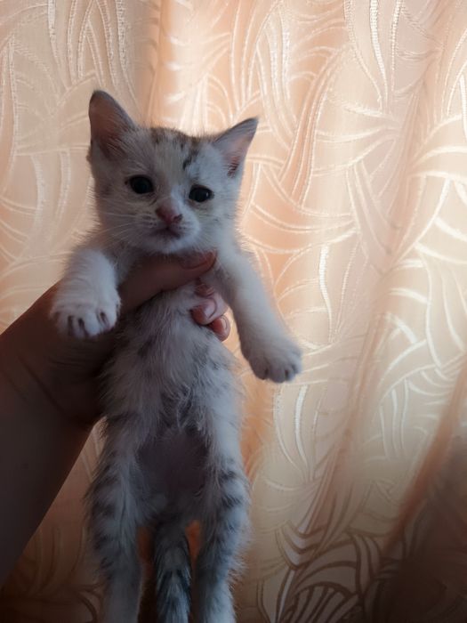 Отдам котят добрые руки !!!