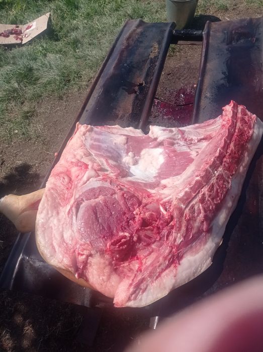 Продам домашнее мясо свинины.