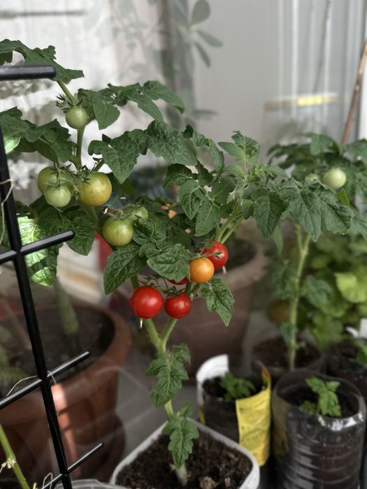 Продам комнатный черри