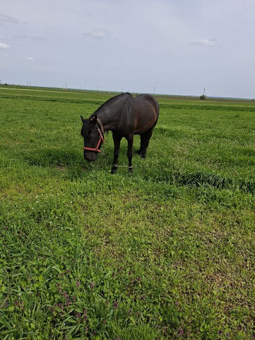 Iapa de vânzare cu căruță prețu la telefon