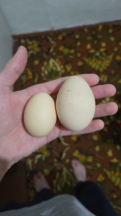 Несушка куры тауық