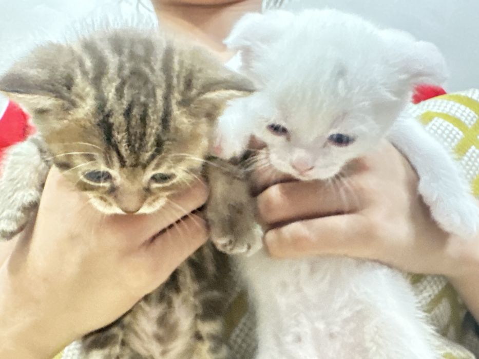 Миленькие котята