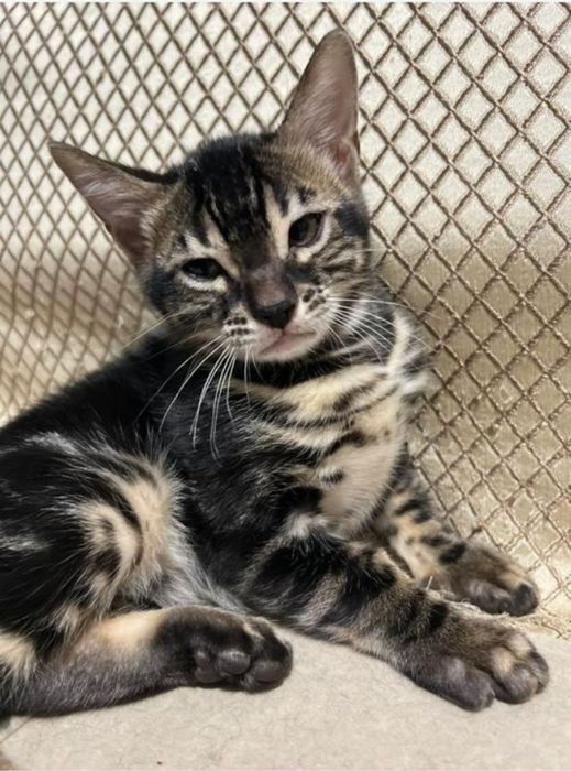 Бенгальский котёнок