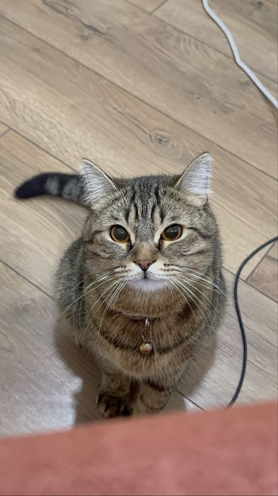 Кот Тимо, 2 года