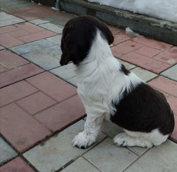 Продам щенка спаниель