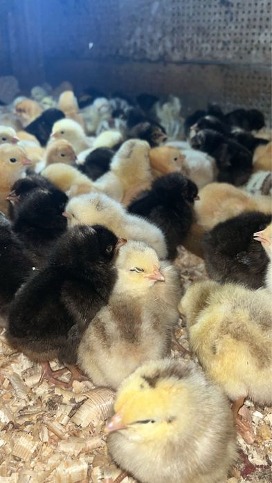 Vindem pui carne si rasa mixta