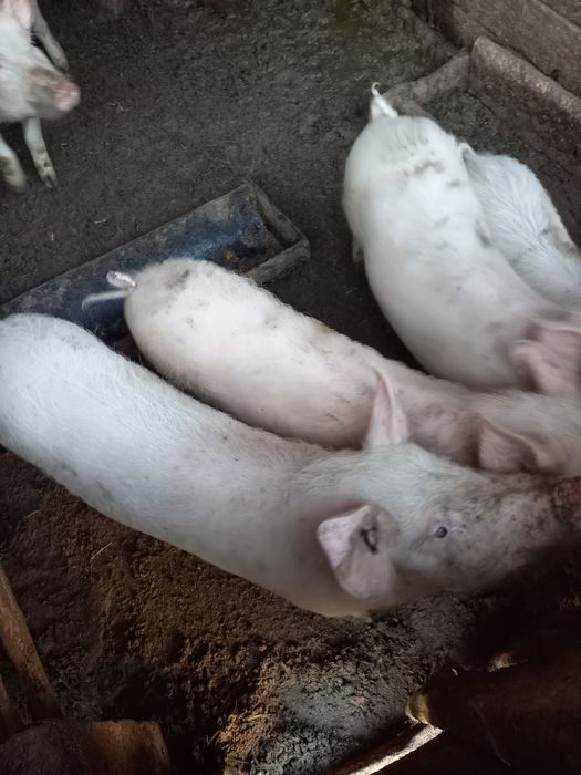 Продам  поросят...