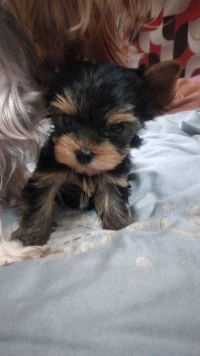 Продажа животных