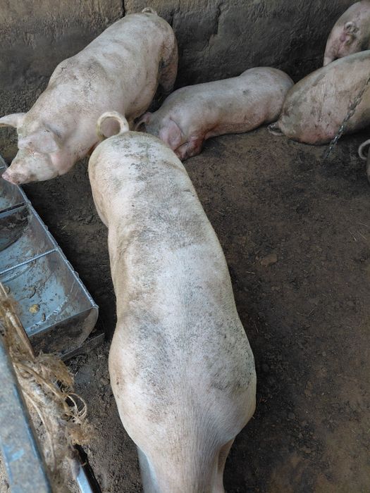 Продам свиней на мясо