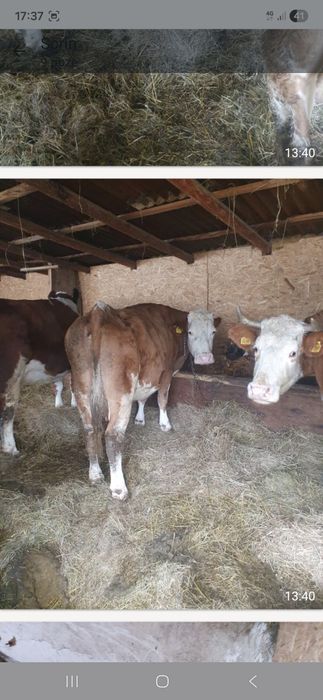 Vand 3 vaci baltata romaneasca