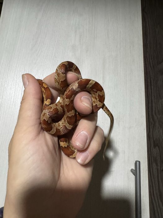 Змея - маиский полоз