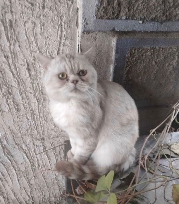 Шотландский короткошорстый котик