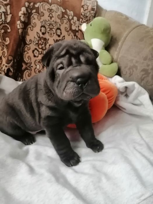 Бронь малышек три девочки