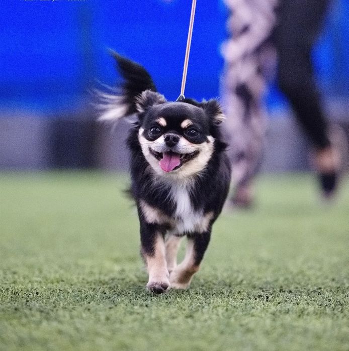 Вязка чихуахуа Д/Ш