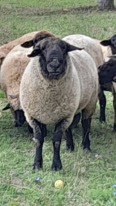 Berbec rasa Sufolk pentru reproducție