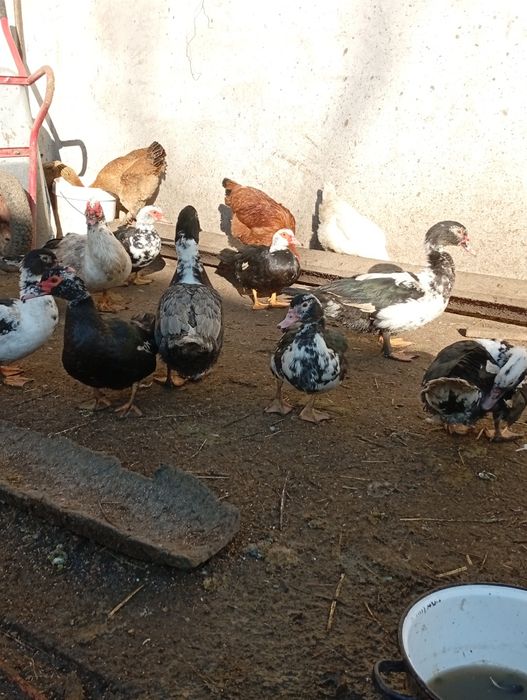 De vânzare rațe mute