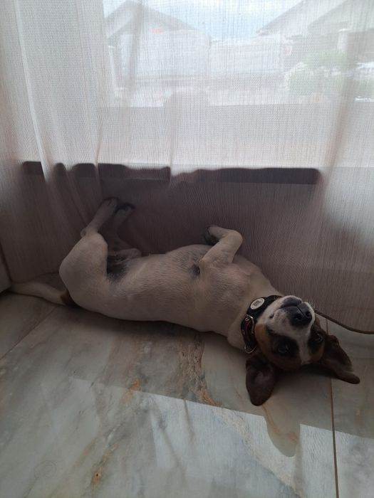 Jack Russel terier mascul