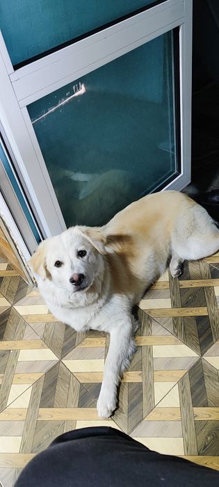 Отдадим собаку в хорошие руки