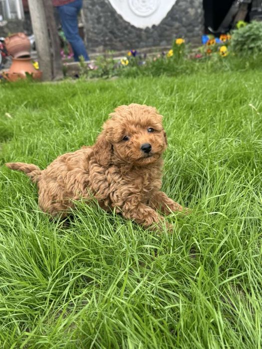 Пудел Той/Poodle Toy