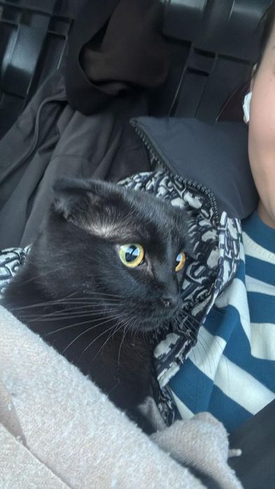 Кошка кастрированная девочка продаётся