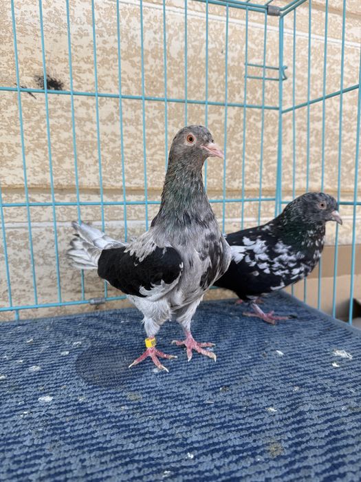 Челкар кара пат