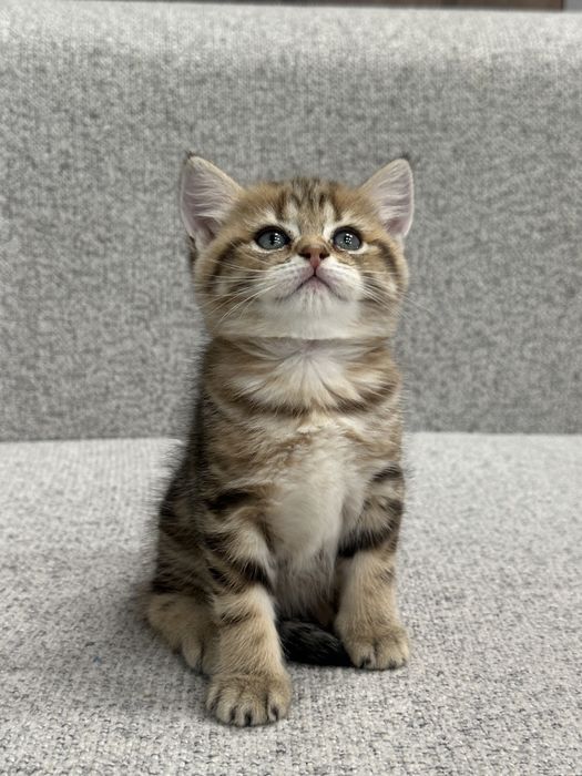 Britanskiy Shinshilla fold/ strayt mushukchalar sotiladi toza qon