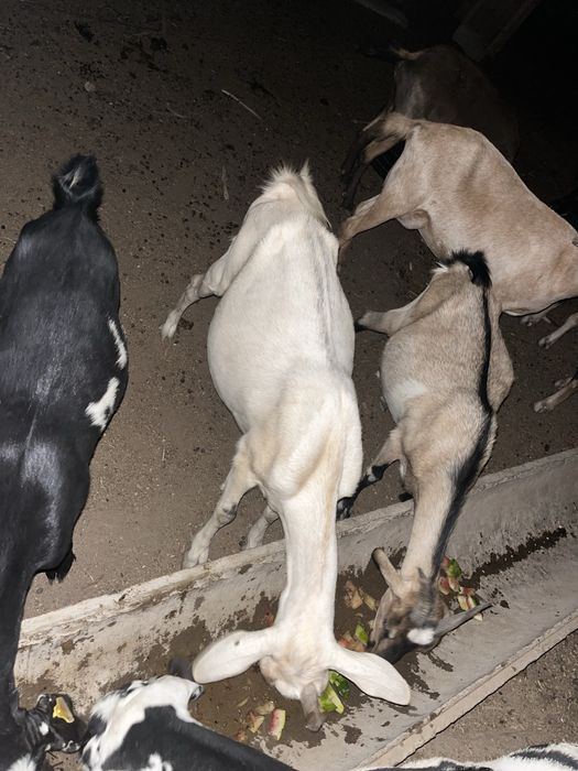 Ешкі сатылады француз альпий