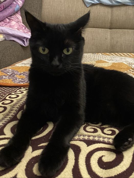 Передам Кошку в добрые руки