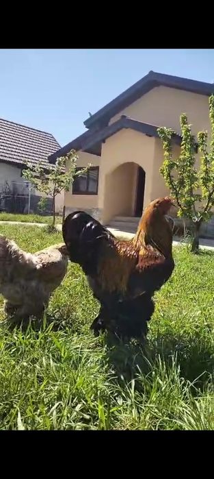 Oua brahma potârnichiu