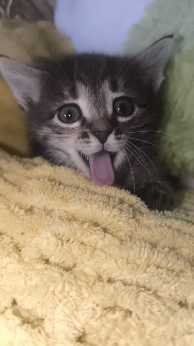 Котенок,туалетке уйренген