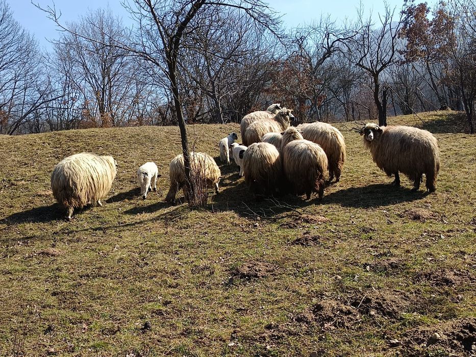 Oi cu miei de vânzare