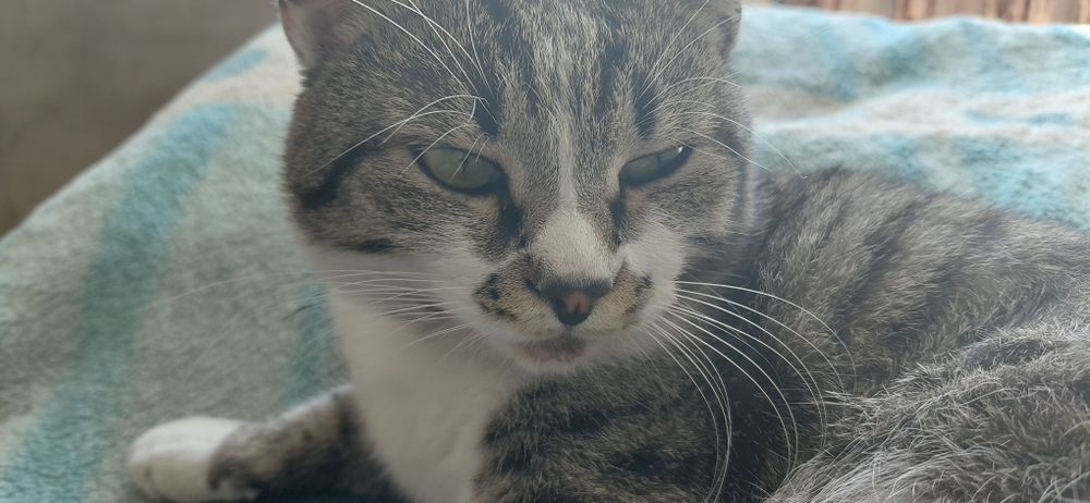 Отдам кота трёх летнего