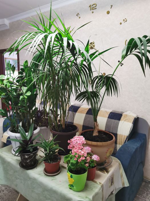 Продам комнатные цветы.