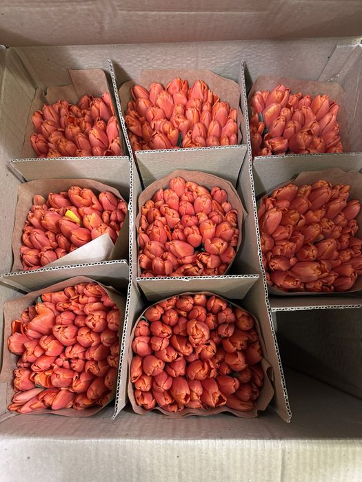 Тюльпаны 8 марта