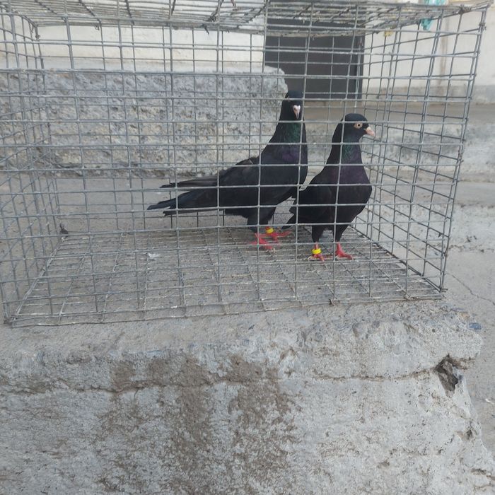 Жук Иран пара гатовый лет с игрой