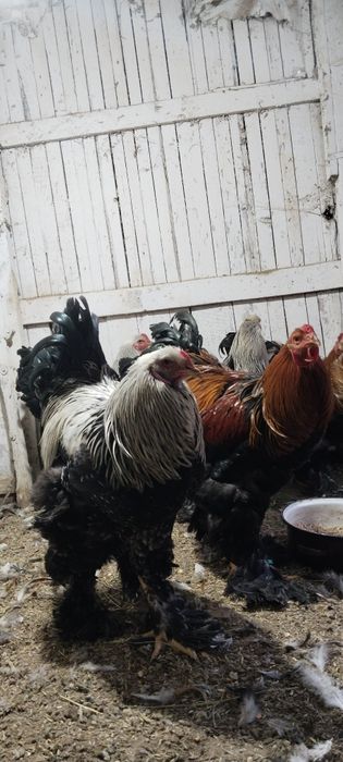 Cocosii Brahma sí Australorp