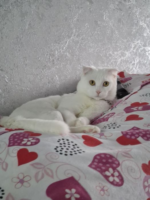 Вязка Кот мужик Симба приглашает на  встречу девчонок