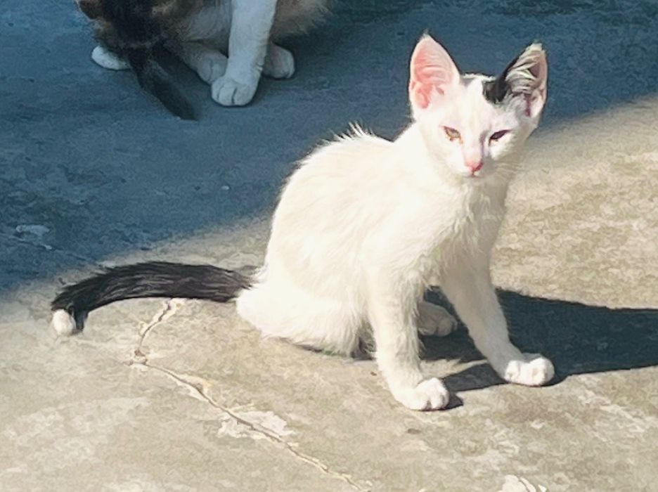 Котета за надежден дом