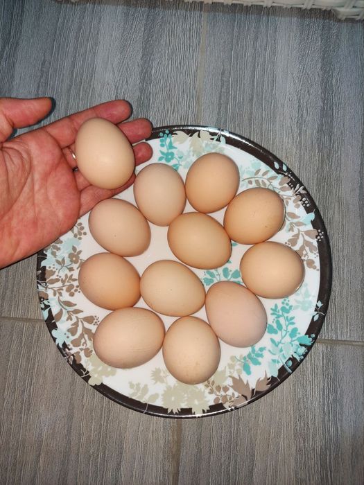Продаются домашние яица Сергели, Янгихает