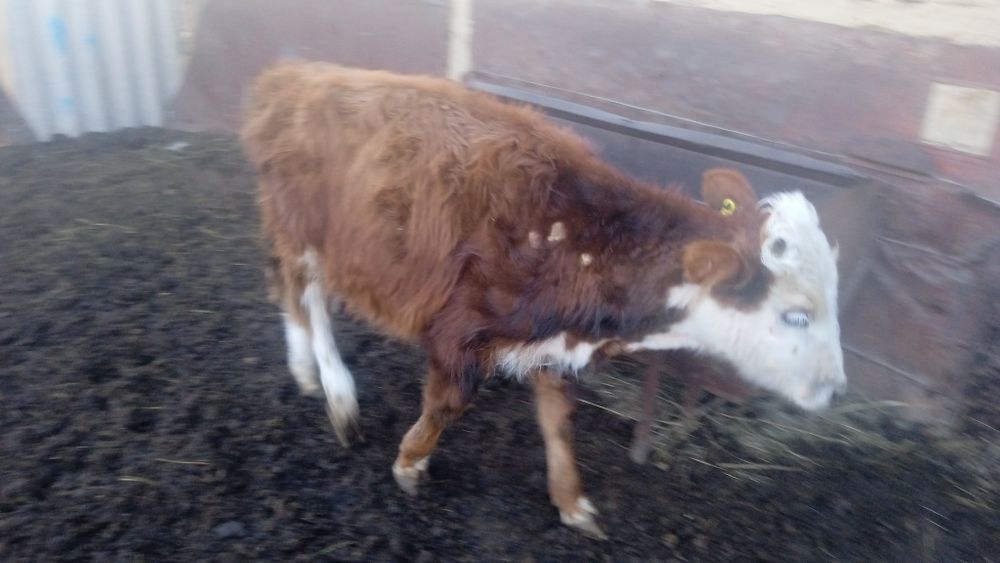 Еркек баспақ сатылады