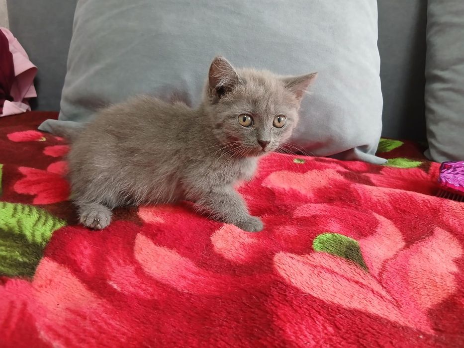 Продам милого котенка