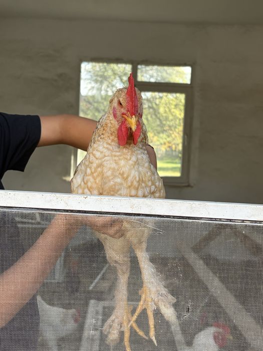 Cocosel tanar foarte sanatos