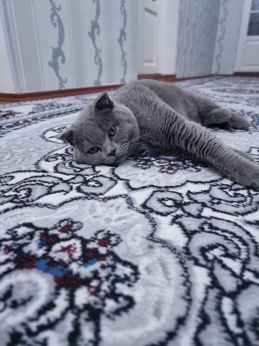 Домашнее кошках продаётся