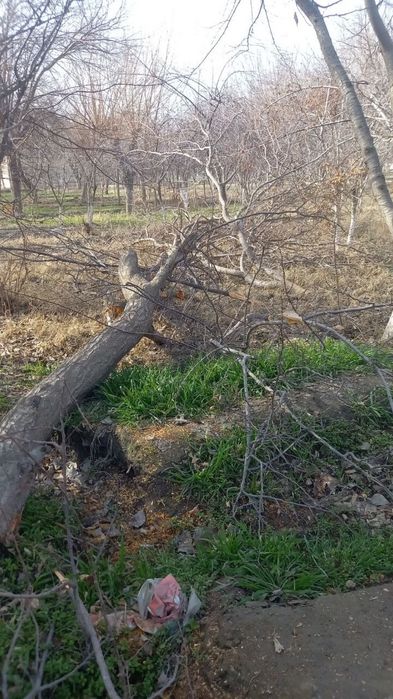 Urik daraxtini utini