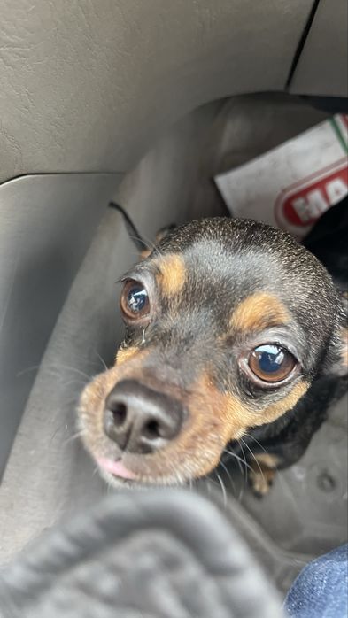 Найдена собака  Тойчик