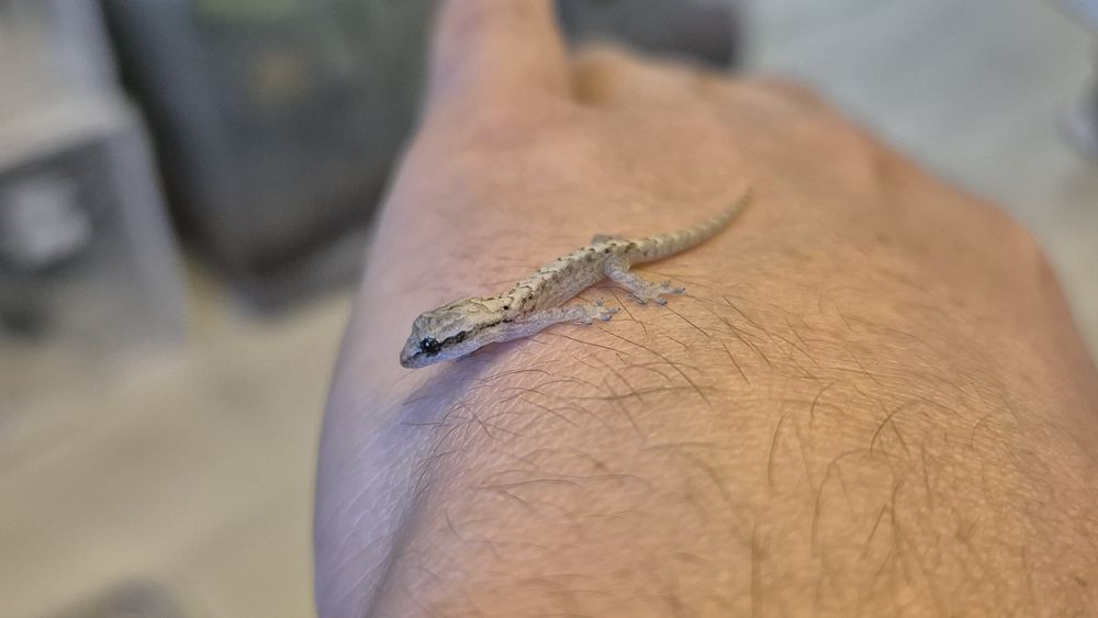 Mourning Gecko ( Lugubris )