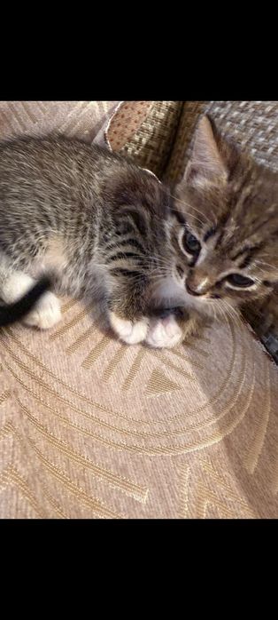Котенок девочка и есть мальчик