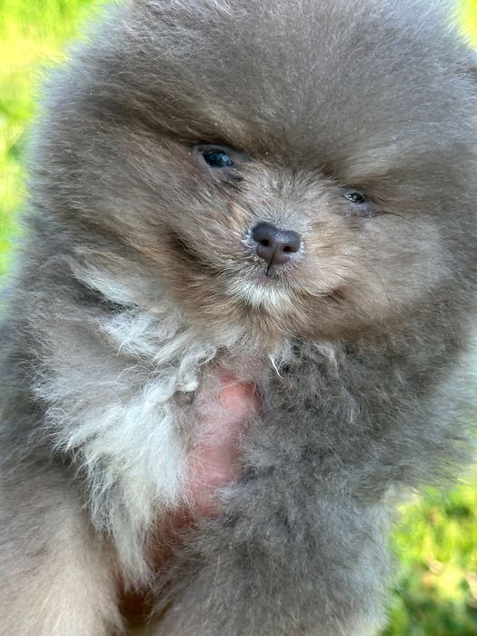 Померан мъжко и женско